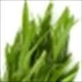 Tarragon